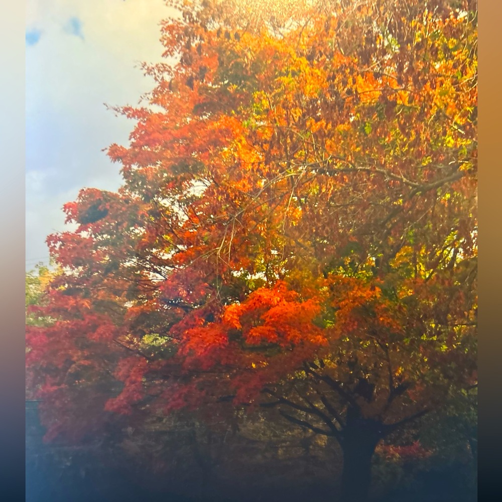 8x10 Photo Fall Tree